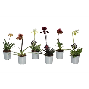 Paphiopedilum p09 mix 1bl