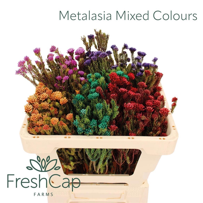 <h4>Metalasia Mixed Colours</h4>