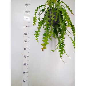 Epiphyllum anguliger