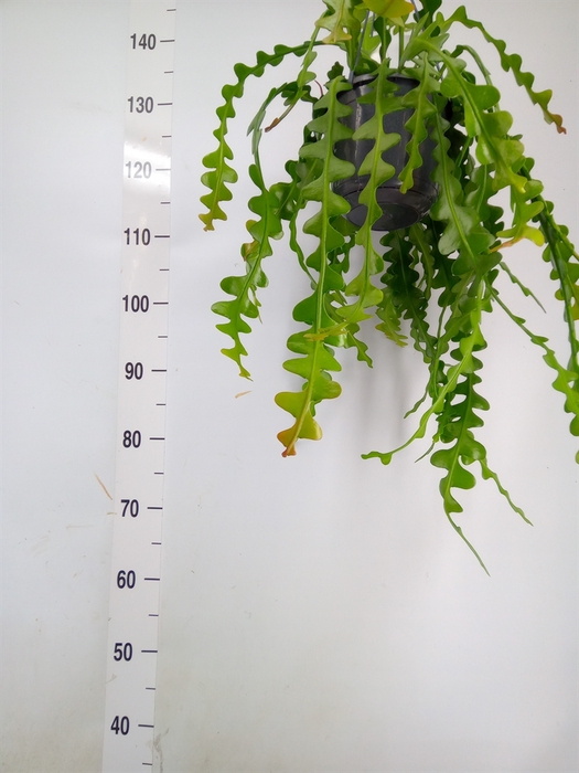 <h4>Epiphyllum anguliger</h4>