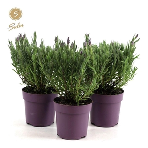 Lavandula st. 'Anouk'® Collection P10,5