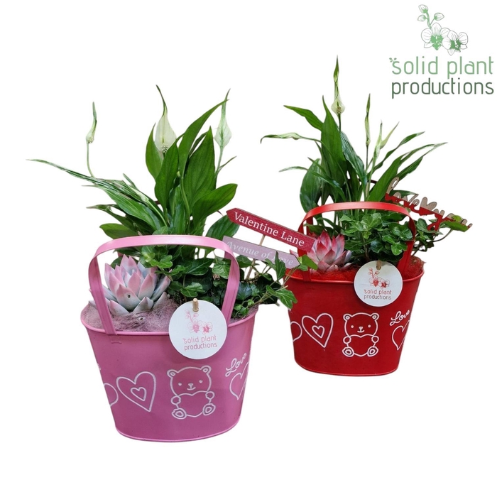 <h4>ZVS002 Sandra Red/Pink</h4>