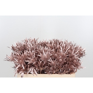 Eryn Orion Kl Bh Champagne