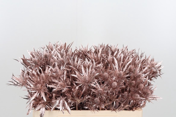 <h4>Eryn Orion Kl Bh Champagne</h4>