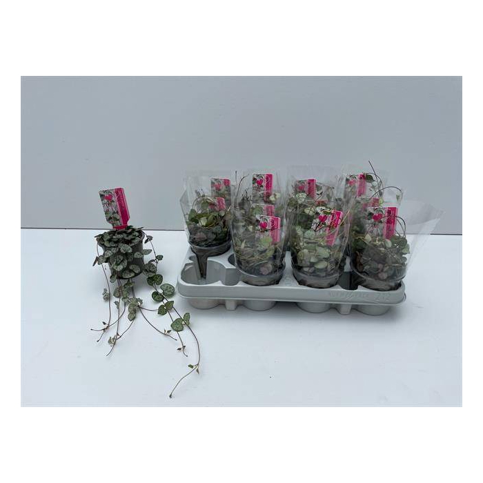 <h4>Ceropegia woodii 9Ø 15cm</h4>