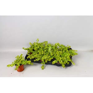 LYSIM NUMMULARIA