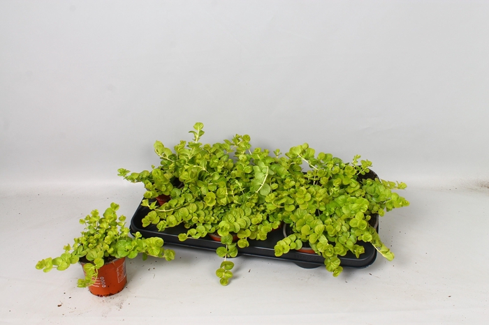 <h4>LYSIM NUMMULARIA</h4>