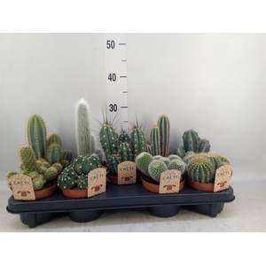 Cactus   ...mix