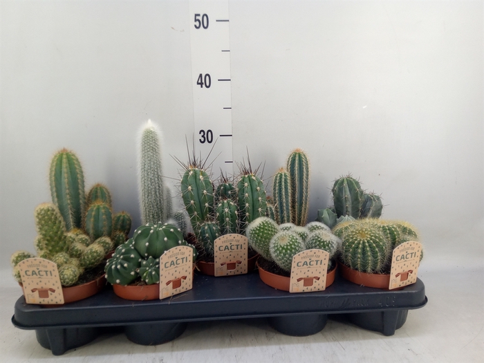 <h4>Cactus   ...mix</h4>