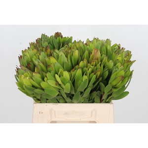 Leucadendron Saf Goldstrik