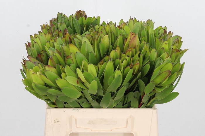 <h4>Leucadendron Saf Goldstrik</h4>