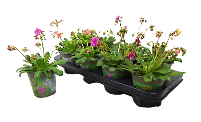 Lewi Cotyledon Mixtray