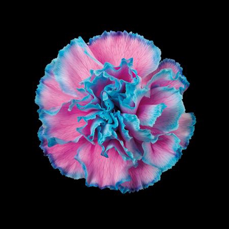 <h4>Dianthus St Bubblegum</h4>