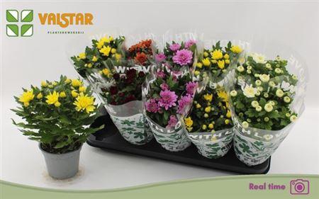 <h4>Chrys Gem 5 Kl</h4>