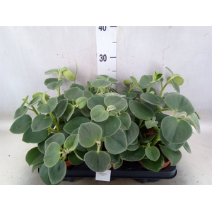 Peperomia