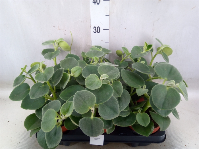 <h4>Peperomia</h4>