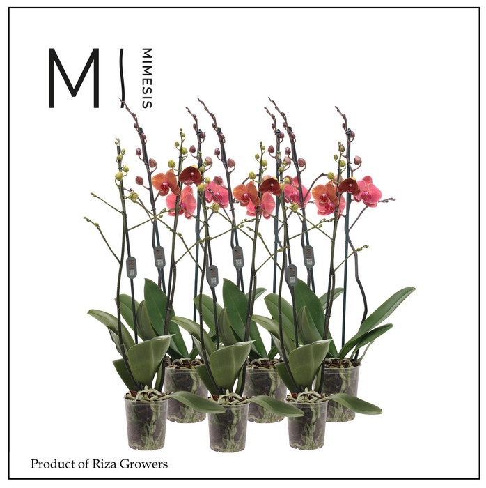 <h4>Phalaenopsis Orange 2 spike - 12cm | Mimesis</h4>