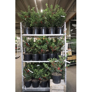 arr8 Ilex Mes Blue Prince