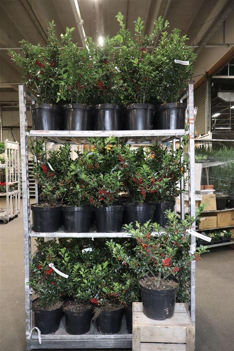 <h4>arr8 Ilex Mes Blue Prince</h4>