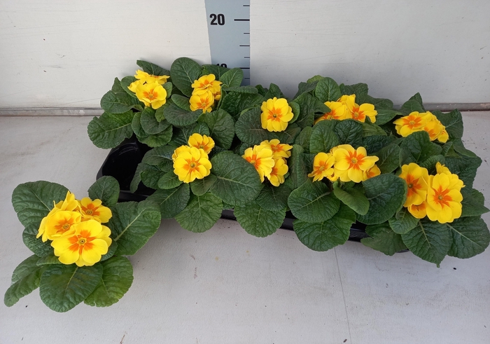 <h4>PRIM AC C GOLD YELL</h4>