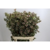 Leucadendron Ayoba Star Pearl
