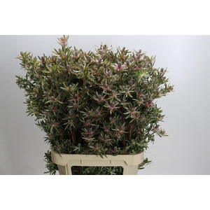 Leucadendron Ayoba Star Pearl