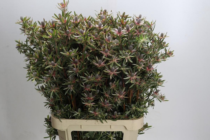 <h4>Leucadendron Ayoba Star Pearl</h4>