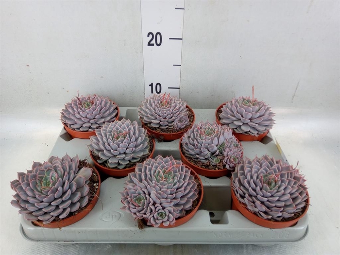 <h4>Echeveria cuspidata</h4>