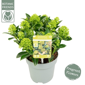 Skimmia japonica 'White Dwarf' ® 8+bloem