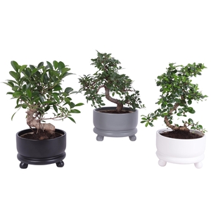 Bonsai Indoor Mix Ø15cm S-Shape in Ø17cm Modern Bowl