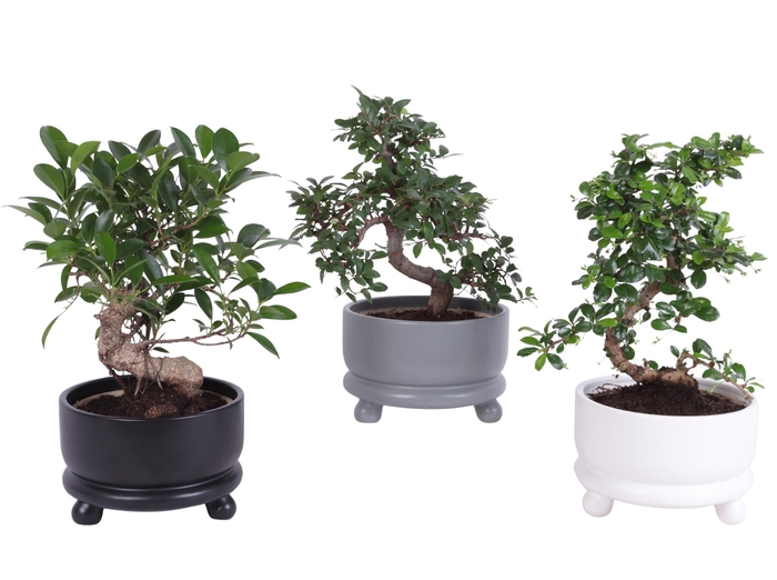 <h4>Bonsai Indoor Mix Ø15cm S-Shape in Ø17cm Modern Bowl</h4>