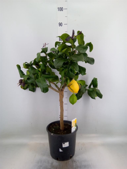 <h4>Citrus   ...</h4>