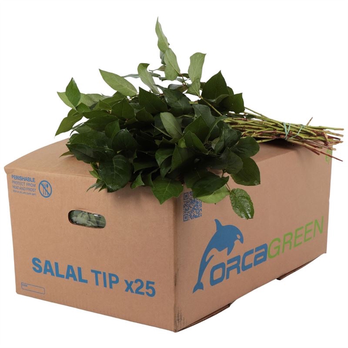 Salal Tip Orca