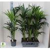 Howea Forsteriana