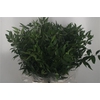 Ruscus It. 4 Stem Per Bunch