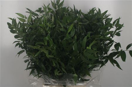 <h4>Ruscus It. 4 Stem Per Bunch</h4>