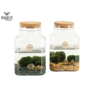90562: Marimo midi Square D13 / H20