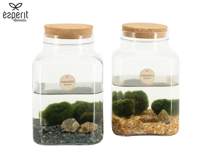 <h4>90562: Marimo midi Square D13 / H20</h4>