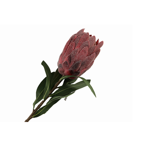Protea Bordeaux