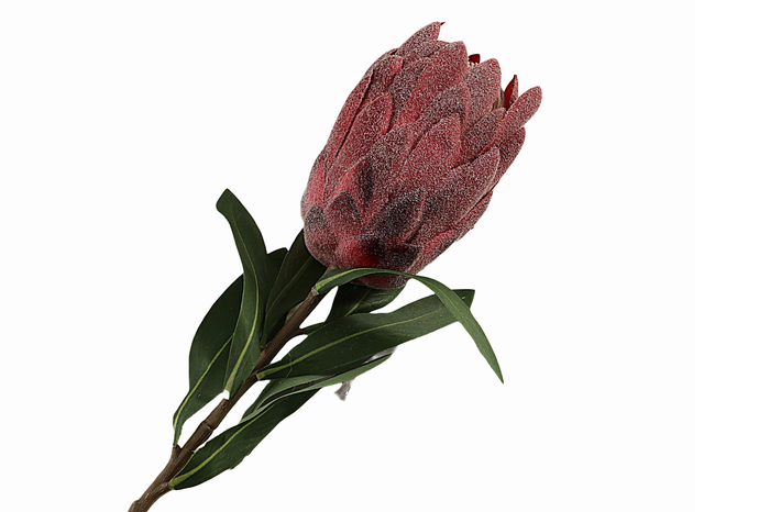 <h4>Protea Bordeaux</h4>