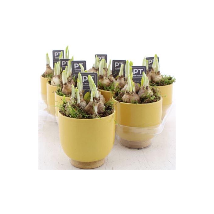 <h4>Arr N Tete A Tete</h4>