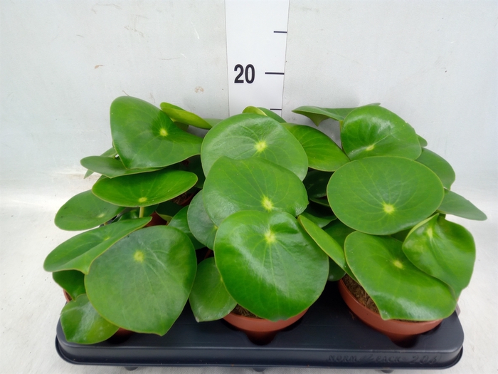 <h4>Peperomia polybotrya 'Raindrop'</h4>