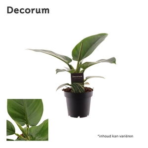 Philodendron Imperial Green P12 (Decorum)