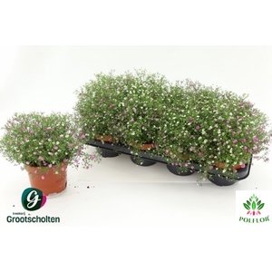 Gypsophila muralis mix in pot (carnaval) 13Ø 27cm