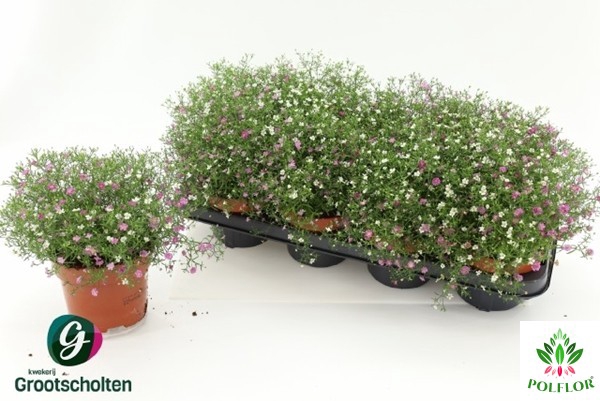 Gypsophila muralis mix in pot (carnaval) 13Ø 27cm