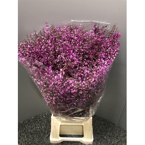 Genista 400gr Col Lila