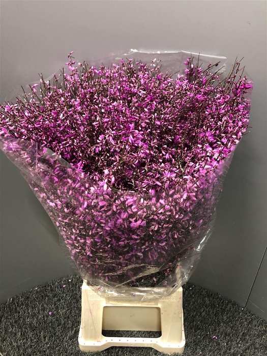 <h4>Genista 400gr Col Lila</h4>