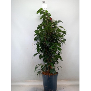 Ficus benja. 'Danielle'