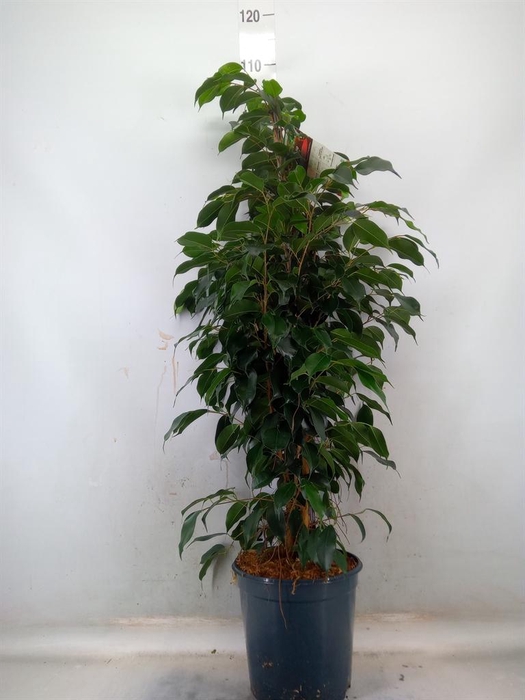 <h4>Ficus benja. 'Danielle'</h4>