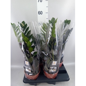Zamioculcas zamiifolia 'Dowon'